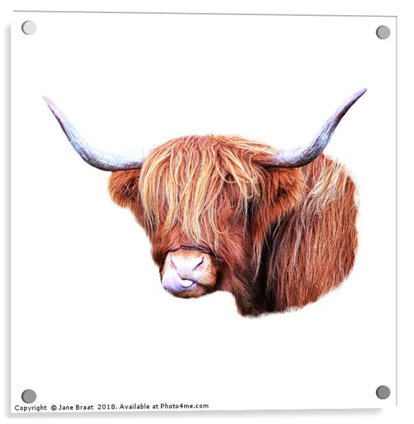 Highland Cow Acrylic by Jane Braat