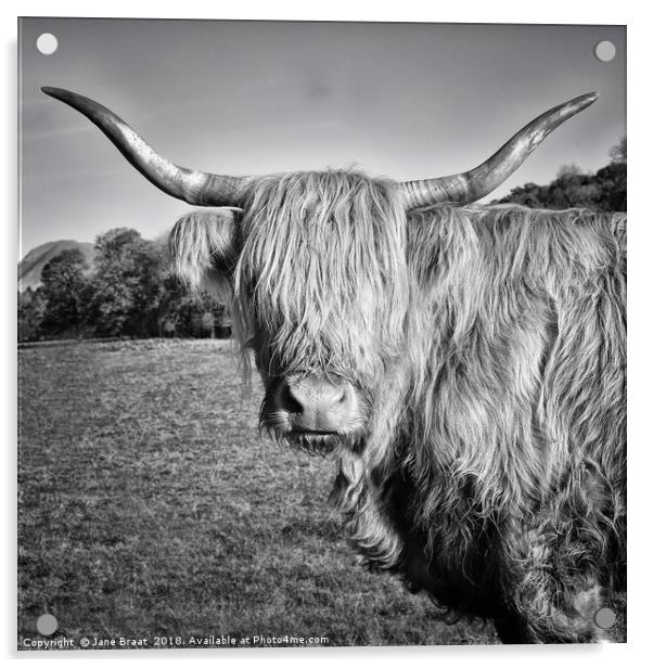 Highland Cow in Monochrome Acrylic by Jane Braat