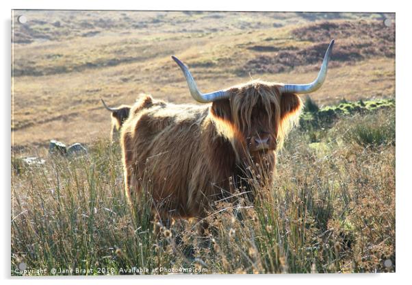 Highland Cow Basking in the Sunshine Acrylic by Jane Braat