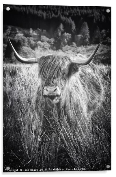 Majestic Highland Cow in Scotland Acrylic by Jane Braat