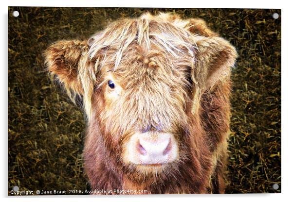 Little Highland Cow Acrylic by Jane Braat