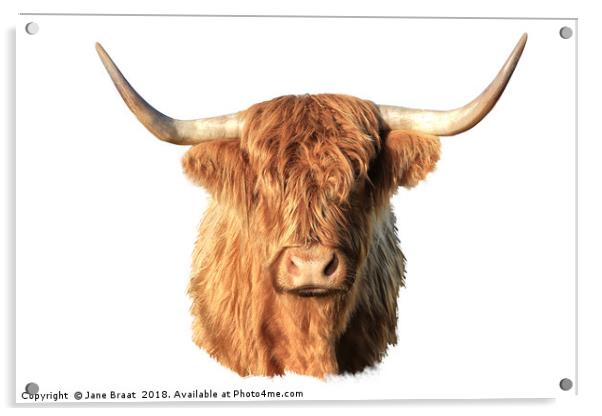 Highland Cow Portrait Acrylic by Jane Braat