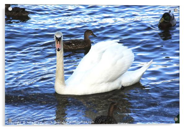 The Ugly Duckling Acrylic by Jane Braat