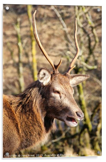 Red Deer of Glen Etive Acrylic by Jane Braat