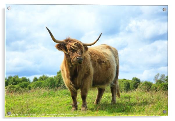 Scottish Highland Cow Acrylic by Jane Braat