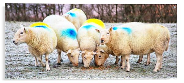Vibrant Sheep in Scottish Moorland Acrylic by Jane Braat