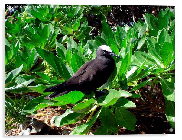 Black (White-capped) Noddy Bird Acrylic by Gwion Healy