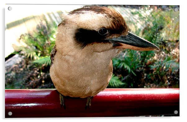 Kookaburra Acrylic by Gwion Healy