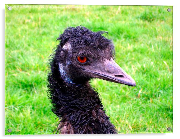 Emu Acrylic by Gwion Healy