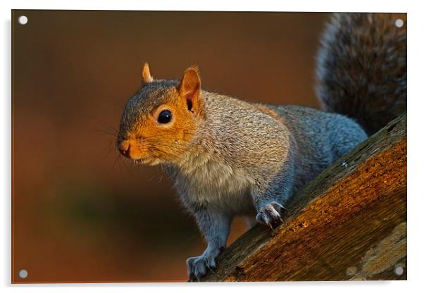 Grey Squirrel ( sciurus carolinensis ) Acrylic by william peplow
