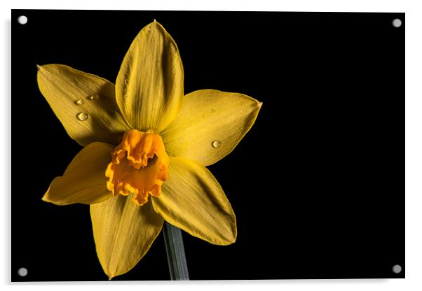 Daffodil Acrylic by Mark  Clair