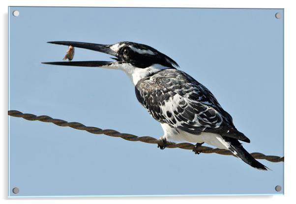 Pied Kingfisher with a Fish Acrylic by Jacqueline Burrell