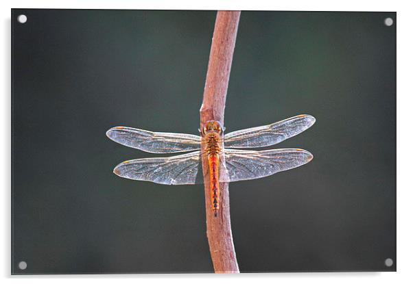 The Globe Skimmer Acrylic by Jacqueline Burrell