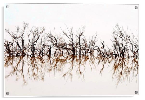 Trees Submerged in Lake Qarun Acrylic by Jacqueline Burrell