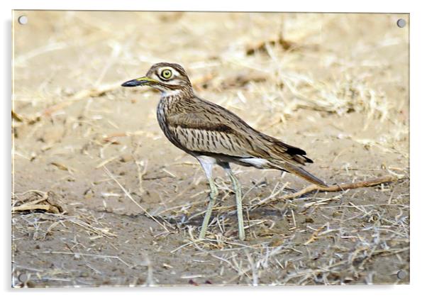 Senegal Thick Knee Acrylic by Jacqueline Burrell