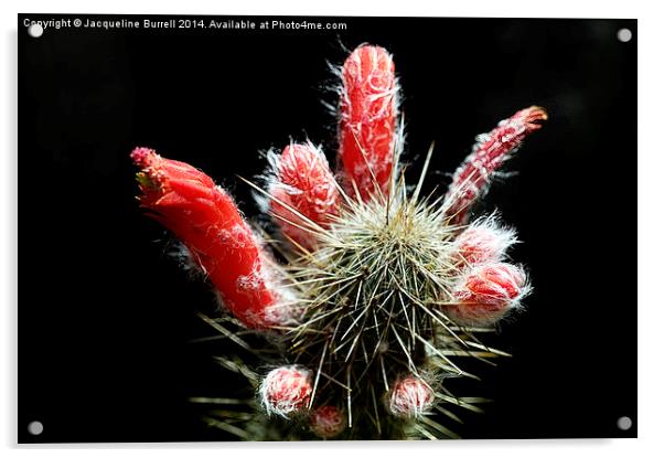 Firecracker Cactus Acrylic by Jacqueline Burrell