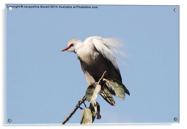 Cattle Egret Acrylic by Jacqueline Burrell