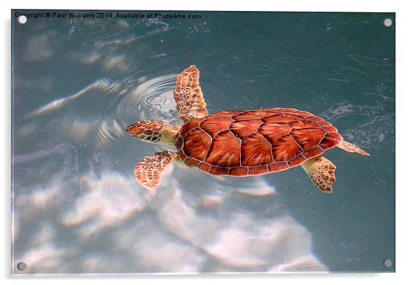 Young Green Sea Turtle Acrylic by Paul Williams