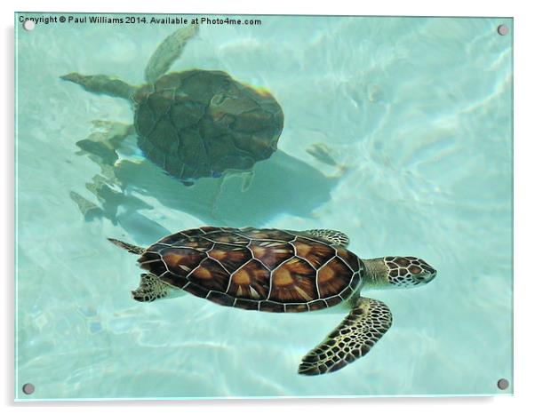  Swimming Turtles Acrylic by Paul Williams