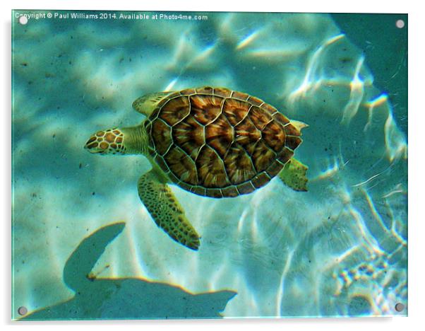  Caribbean Green Turtle Acrylic by Paul Williams