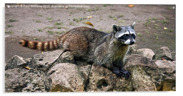 Raccoon  Acrylic by Paul Williams