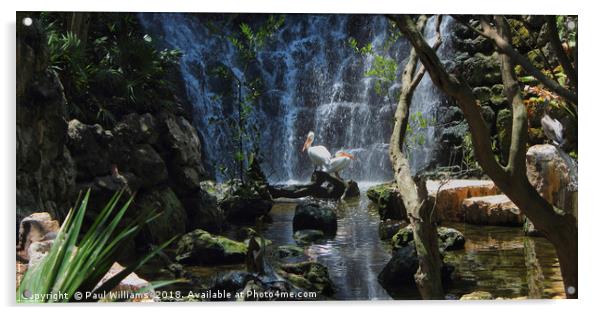 Pelicans & Waterfall Acrylic by Paul Williams