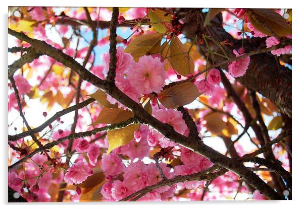 Cherry Blossom Tree Acrylic by Sarah Griffiths