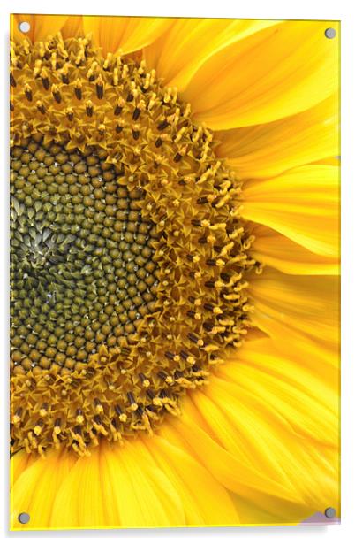 Sunflower Acrylic by Sarah Griffiths