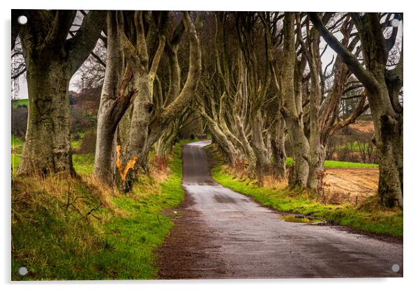 The Dark Hedges County Antrim Northern Ireland Acrylic by Chris Curry