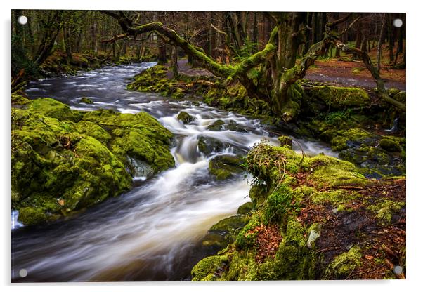 Tollymore Forest, Northern Ireland, Mournes  Acrylic by Chris Curry