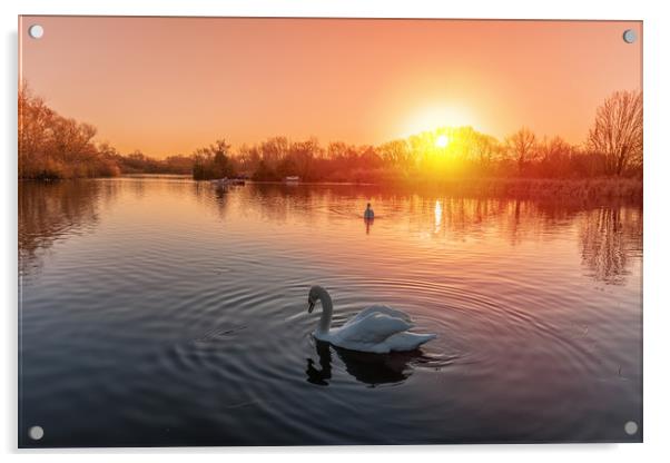 Swans on the lake at sunrise Acrylic by Dave Wood