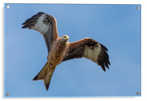 A close up of a red kite flying in the sky Acrylic by Dave Wood