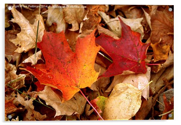  Michigan Fall Leaves Acrylic by Ian Pettman
