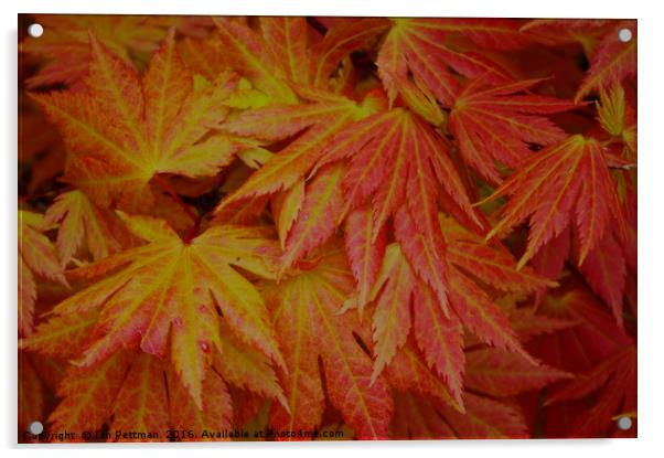 Japanese Maple Leaves Acrylic by Ian Pettman