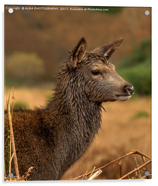 Highland Red Deer. Acrylic by ALBA PHOTOGRAPHY