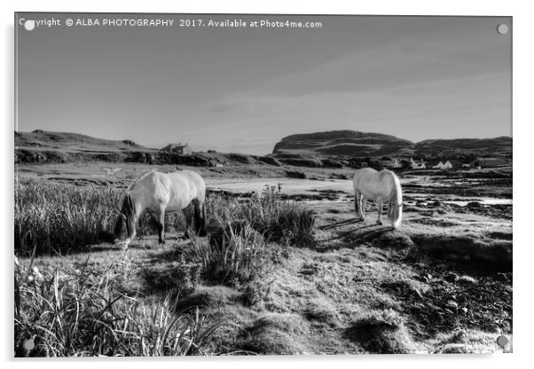 Highland Ponies on The Isle of Muck. Acrylic by ALBA PHOTOGRAPHY