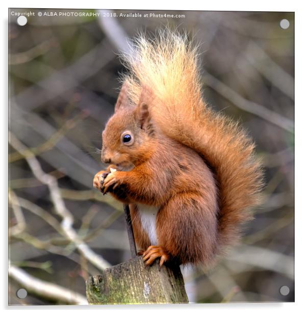 The Red Squirrel Acrylic by ALBA PHOTOGRAPHY