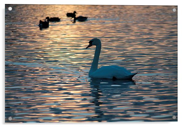 Swan Lake.. Acrylic by Rob Seales