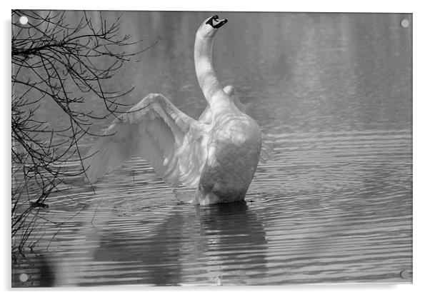 Swan Stretching Acrylic by Rob Seales