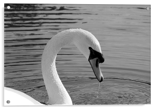 Mute Swan Acrylic by Rob Seales