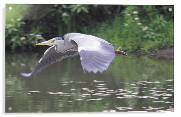 Heron in flight Acrylic by Rob Seales