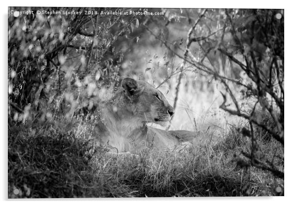 Regal  - Maasai Mara Lioness Acrylic by Stephen Stookey