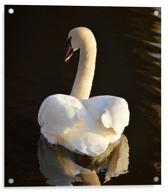 Swan Reflection Acrylic by Michael Ross