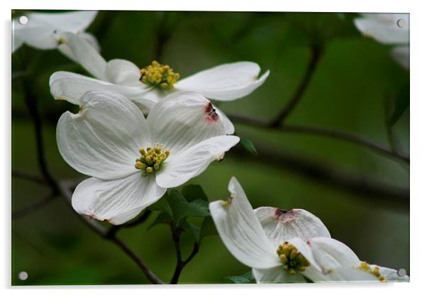 Graceful Dogwood Acrylic by Rebecca Hansen