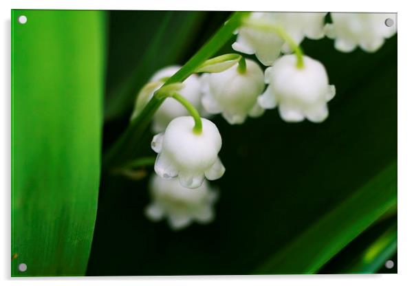 Lily of the Valley Acrylic by Rebecca Hansen
