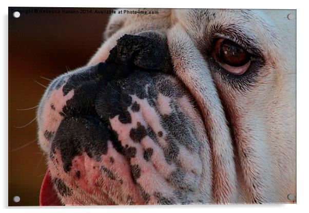  English Bulldog Acrylic by Rebecca Hansen