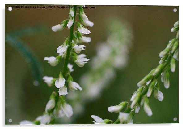  White Sweet Clover Acrylic by Rebecca Hansen