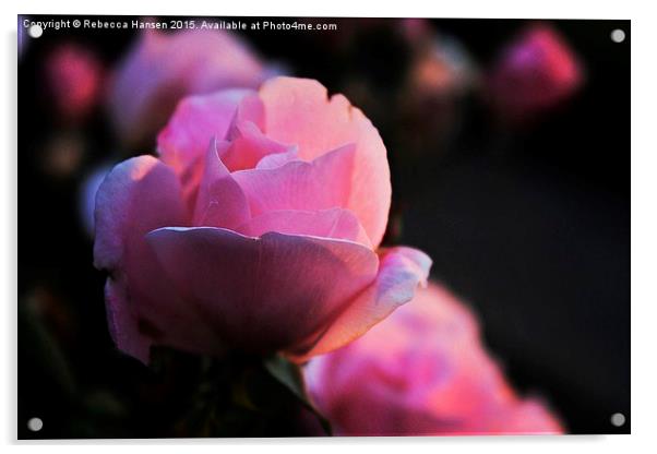  Rosy Sunrise Acrylic by Rebecca Hansen
