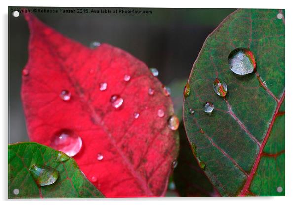  Raindrops on Poinsettia Leaves Acrylic by Rebecca Hansen