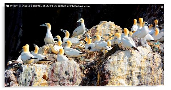  Northern Gannets Acrylic by Gisela Scheffbuch